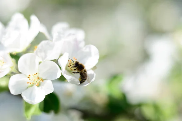 Ape da miele e fiori bianchi — Foto Stock