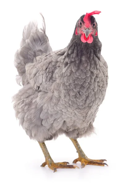 Grey hen isolated. — Stock Photo, Image