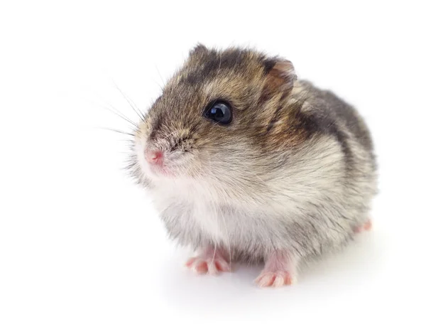 Pequeno hamster doméstico . — Fotografia de Stock