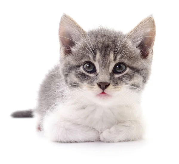 Kitten on white background. — Stock Photo, Image