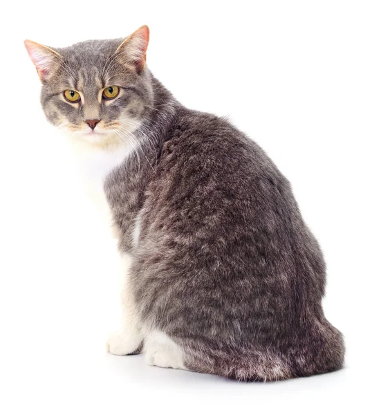 Cat on a white background — Stock Photo, Image