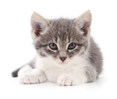 Beyaz zemin üzerinde kedi yavrusu.