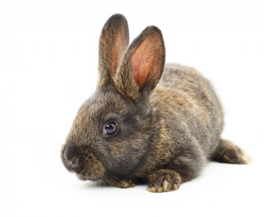 kahverengi tavşan tavşan.