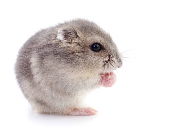 Piccolo criceto domestico . — Foto Stock