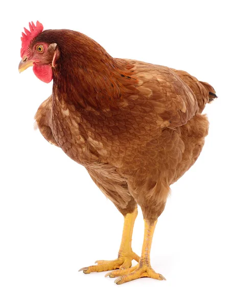 Gallina marrón aislada . — Foto de Stock