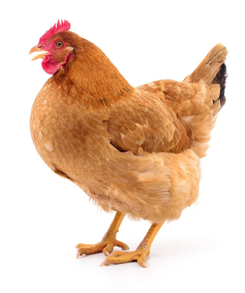 Коричневая курица . — стоковое фото