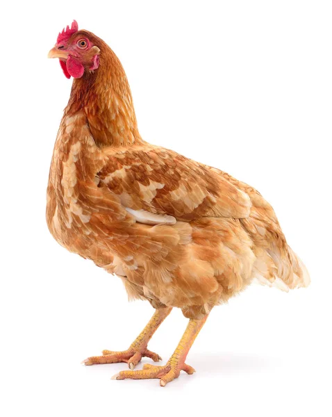 Gallina marrón aislada . — Foto de Stock