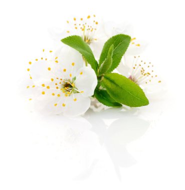 Beyaz üzerine kiraz çiçeği