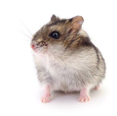 Küçük yerli hamster.