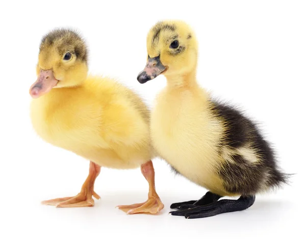 Dois patinhos amarelos . — Fotografia de Stock