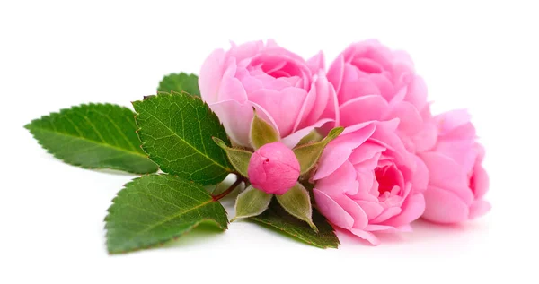 Prachtige roze rozen. — Stockfoto