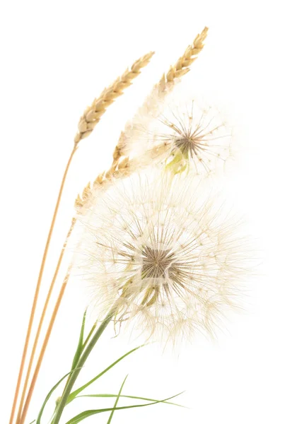 Sarı dandelions ve kulaklar. — Stok fotoğraf