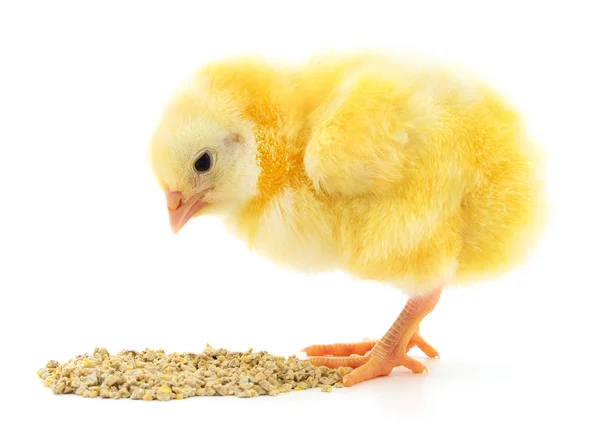 Baby chicken having a meal — Stock Photo, Image