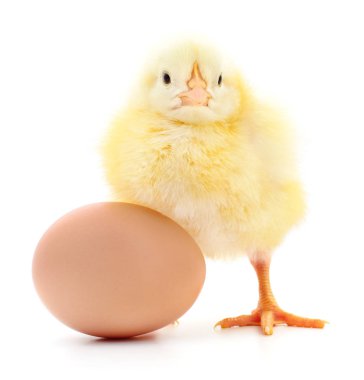 tavuk ve yumurta