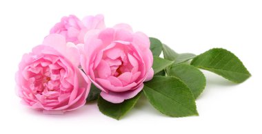 Güzel pembe güller.