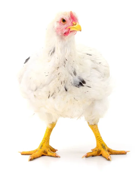 White hen isolated. — Stock Photo, Image