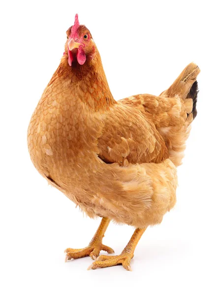 Gallina bruna isolata . — Foto Stock