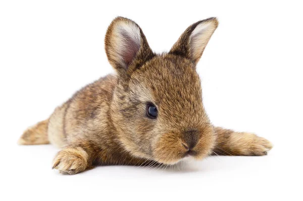 Bruin konijn. — Stockfoto