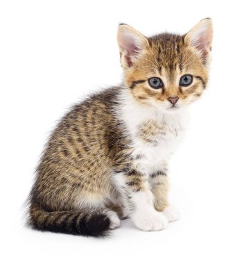 Beyaz zemin üzerinde kedi yavrusu.