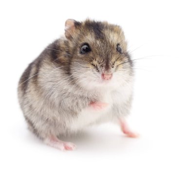 Küçük yerli hamster.