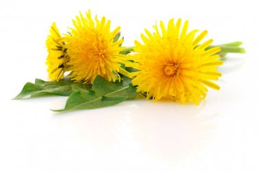 Yaprakları ile üç karahindiba.