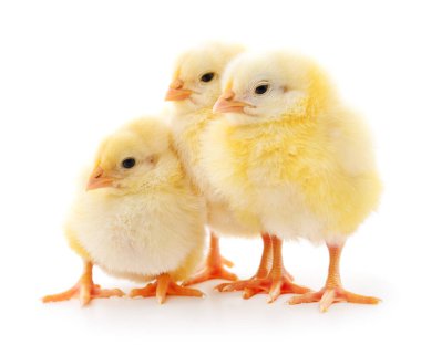 Üç sevimli civciv.