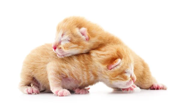 Dos gatitos pequeños — Foto de Stock