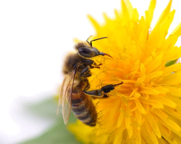 Пчела и желтый цветок — стоковое фото