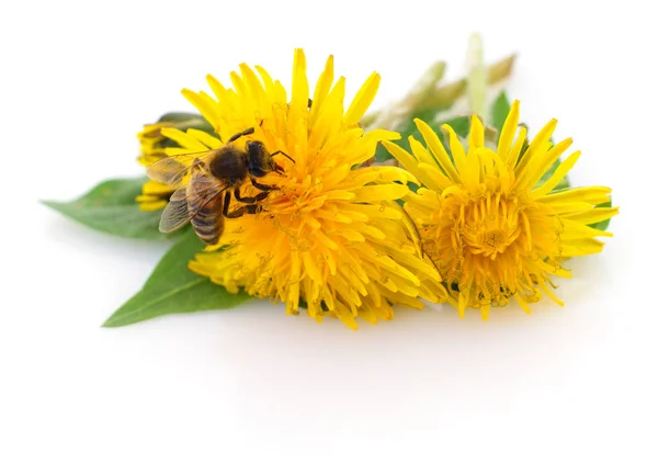 Ape e fiore giallo — Foto Stock