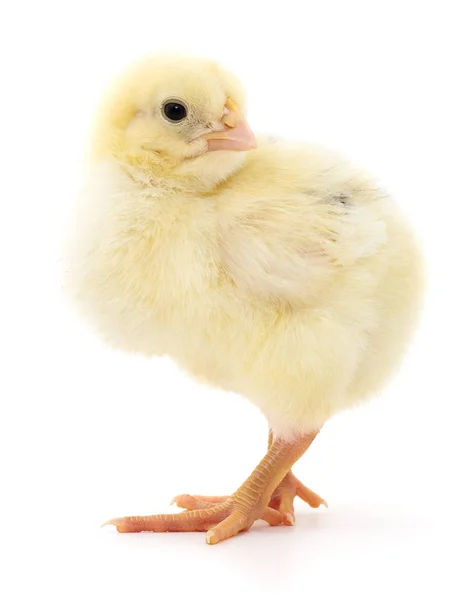 Small yellow chicken — Stock Photo, Image