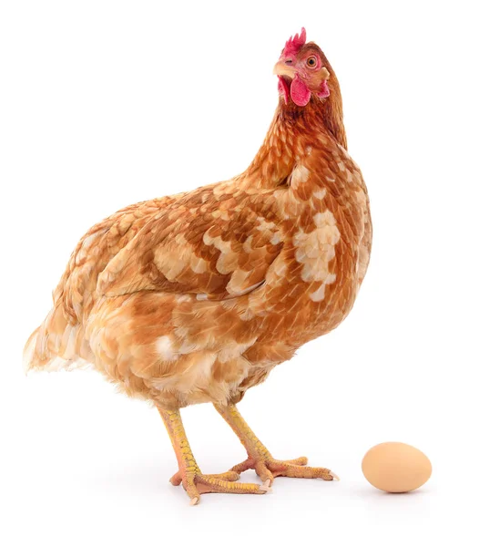 Henne und Ei — Stockfoto