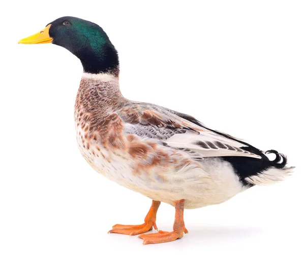 Canard brun sur blanc . — Photo