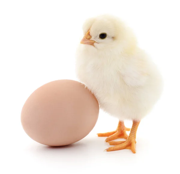 鸡和鸡蛋 — 图库照片