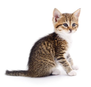 Beyaz zemin üzerinde kedi yavrusu.