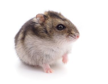 Küçük yerli hamster.