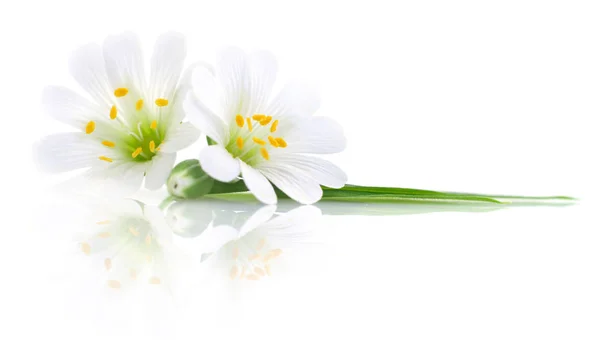 Twee witte bloemen. — Stockfoto