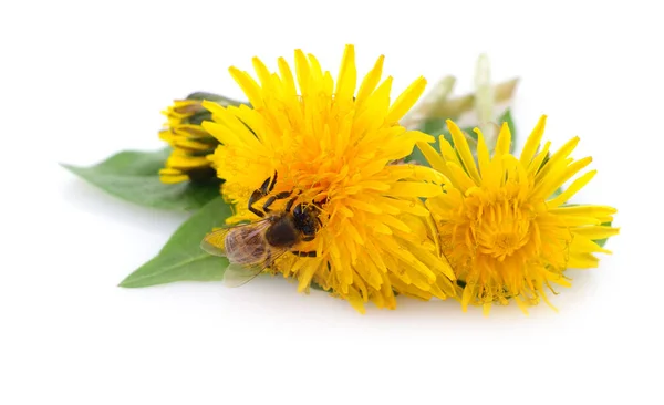 Honingbij en geel bloem — Stockfoto