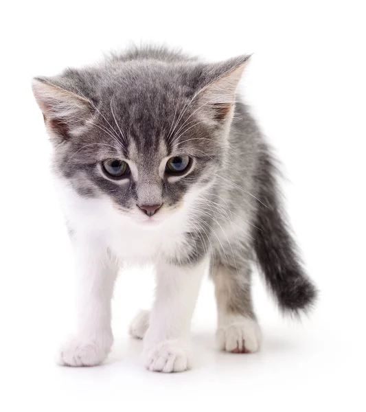 Kitten on white background. — Stock Photo, Image