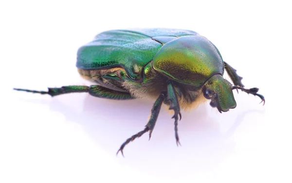 Zielony beetle na biały. — Zdjęcie stockowe