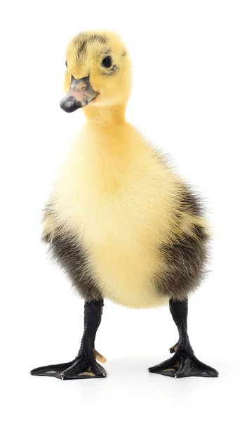 One yellow duckling — Stock Photo, Image