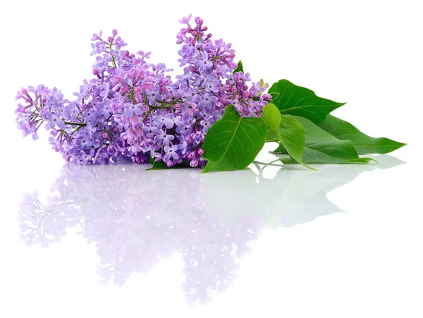 Violet lilac flower — Stock Photo, Image
