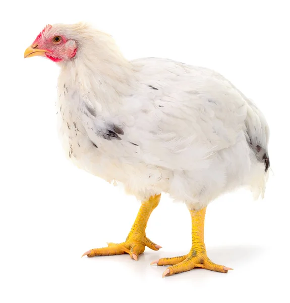 Gallina bianca isolata . — Foto Stock