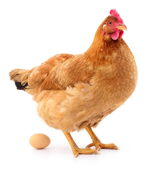Коричневий курка з яйцем . — стокове фото