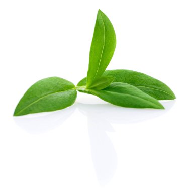 yeşil yapraklar izole.