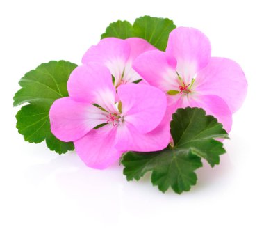 Üç pembe çiçekler.