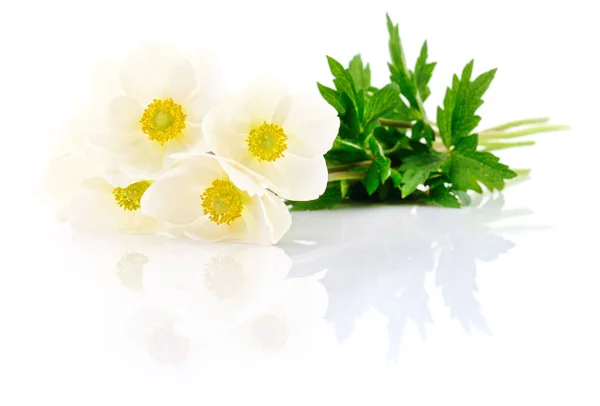 Pět bílých květů. — Stock fotografie