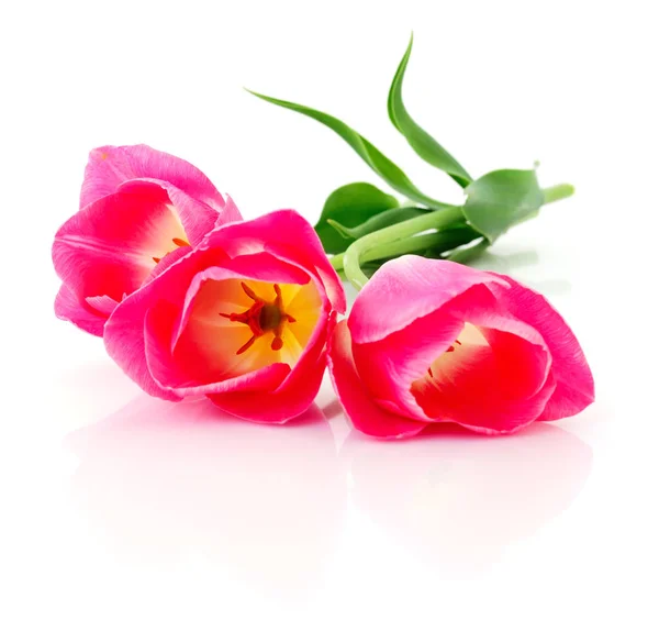 Drie roze tulpen. — Stockfoto