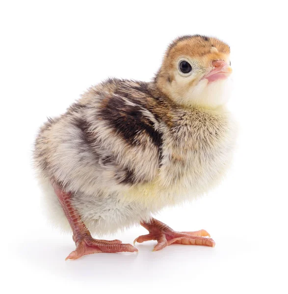 Dinde de poulet isolée — Photo