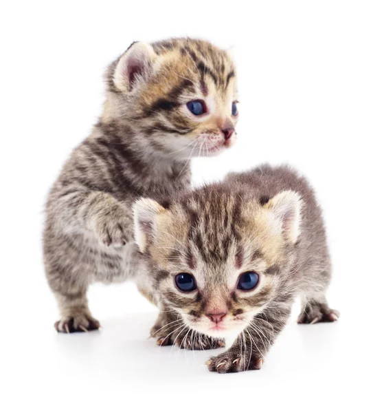 Twee kleine katjes — Stockfoto