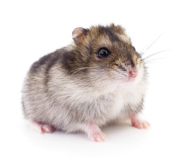 Küçük yerli hamster.